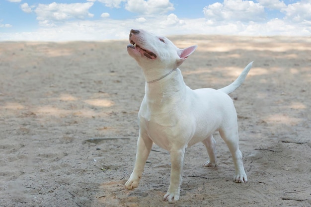 Foto bull terrier branco brincando na areia