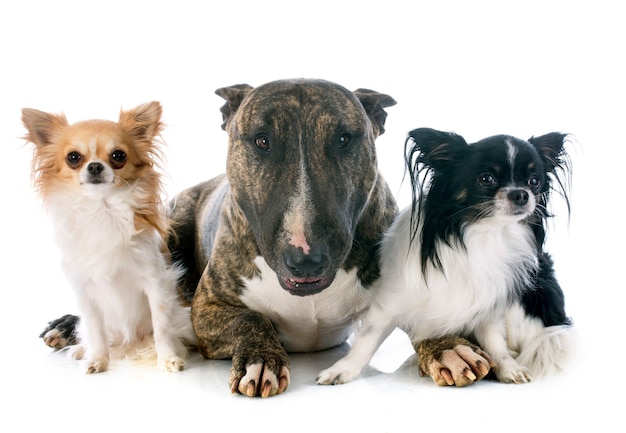 bull terrier y chihuahuas