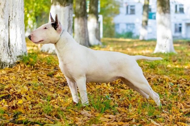 Bull terrier de raça de cão branco no parque outono em perfil