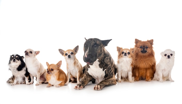 bull terrier e cachorrinhos