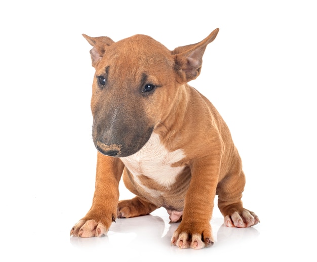 Bull terrier em miniatura na frente do espaço em branco