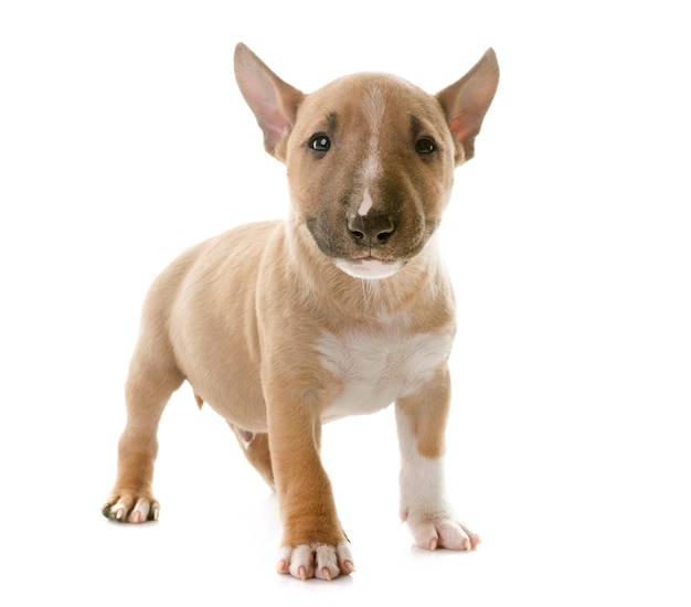 Bull terrier em miniatura