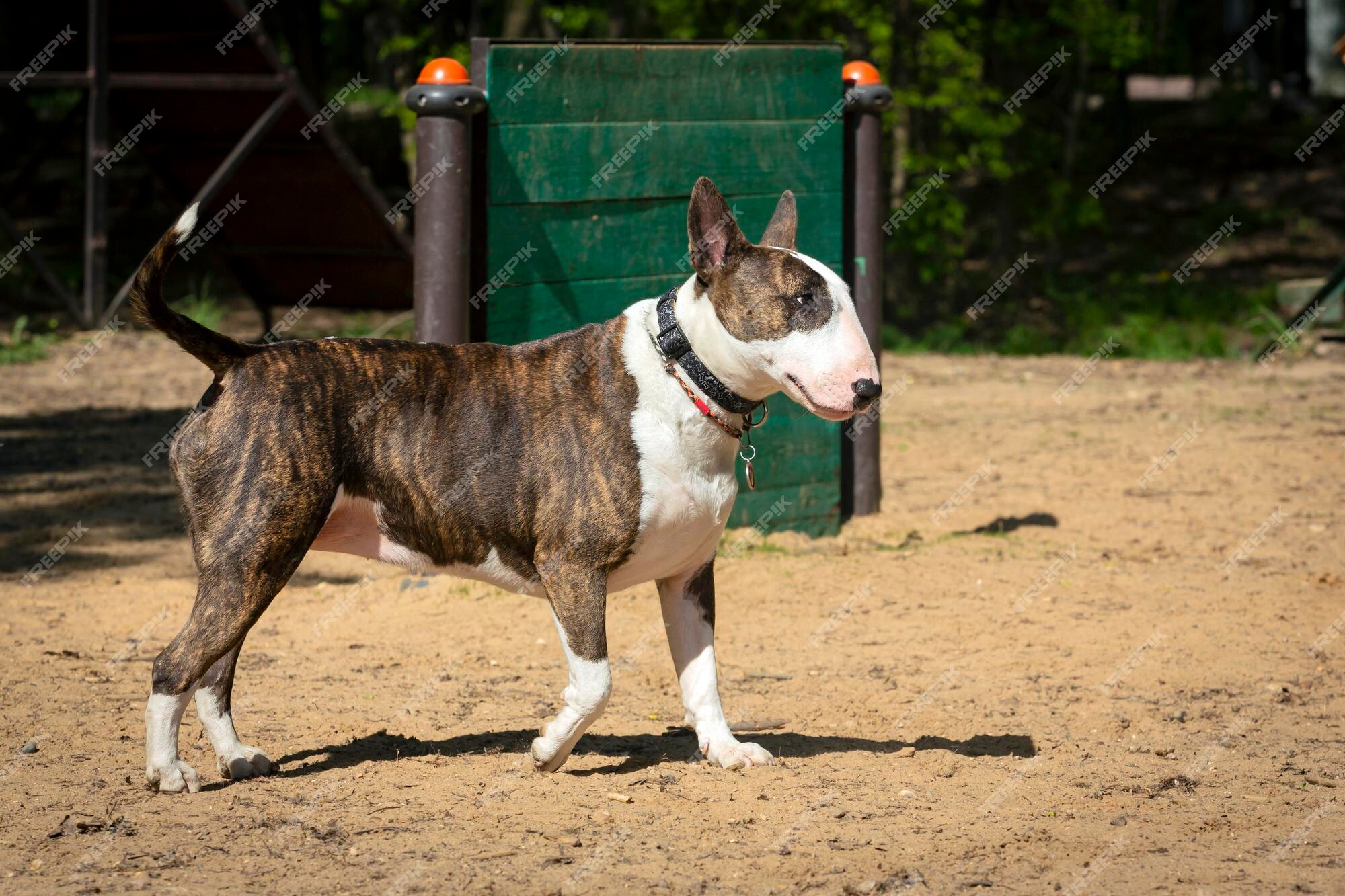 Jogos Do Cão De Bull Terrier Do Inglês Com Uma Bola Imagem de