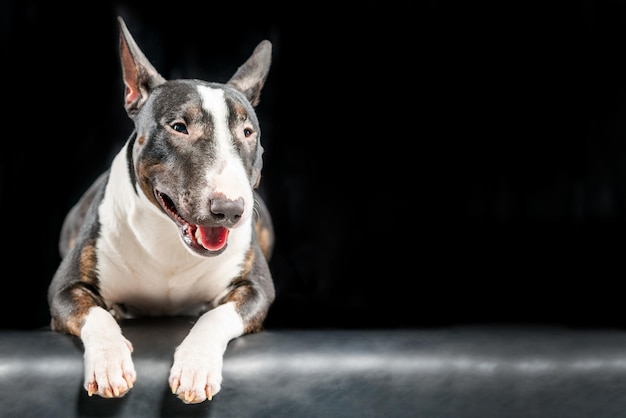 Bull Terrier manchado acostado sobre un fondo negro