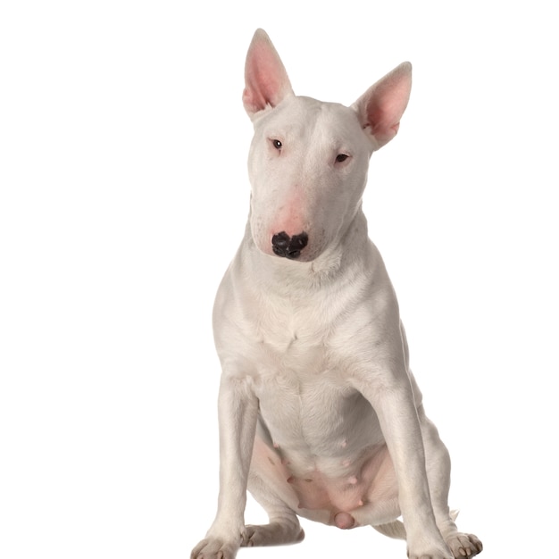 Bull terrier