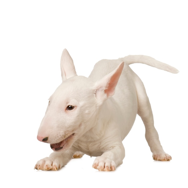 Foto bull terrier