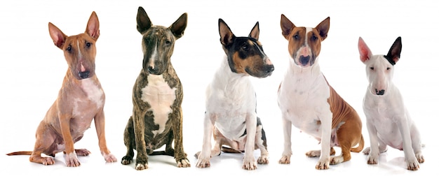 Bull terriers