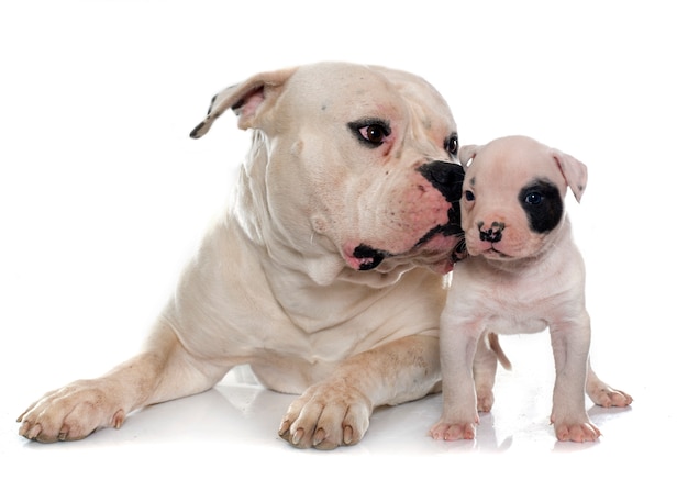 bulldog americano adulto y cachorro