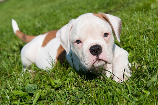 Bulldog americano blanco cachorro de perro en la naturaleza