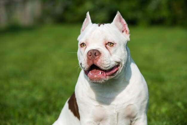 Bulldog americano en la naturaleza