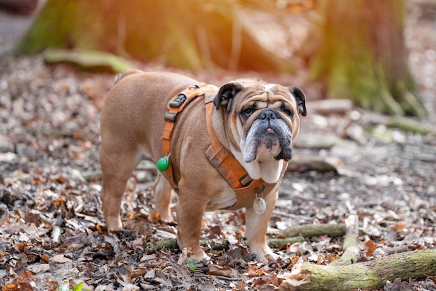 Bulldog británico inglés rojo con arnés naranja para dar un paseo por el bosque en un día soleado de primavera