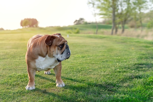 Bulldog británico inglés rojo caminando sobre la hierba en el soleado día de primavera