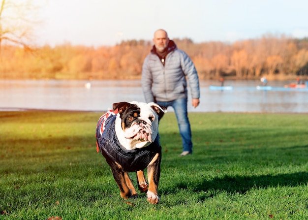 Bulldog británico inglés tricolor negro en arnés azul jugando con el dueño Perros de entrenamiento