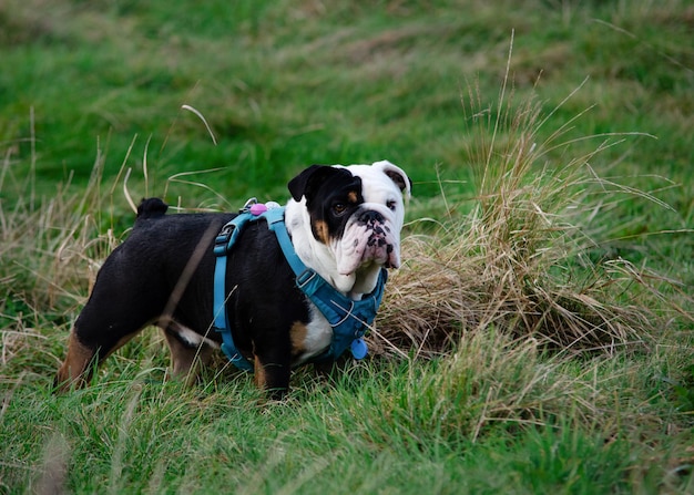 Bulldog británico inglés tricolor negro en el campo de hierba verde en un día cálido y soleado