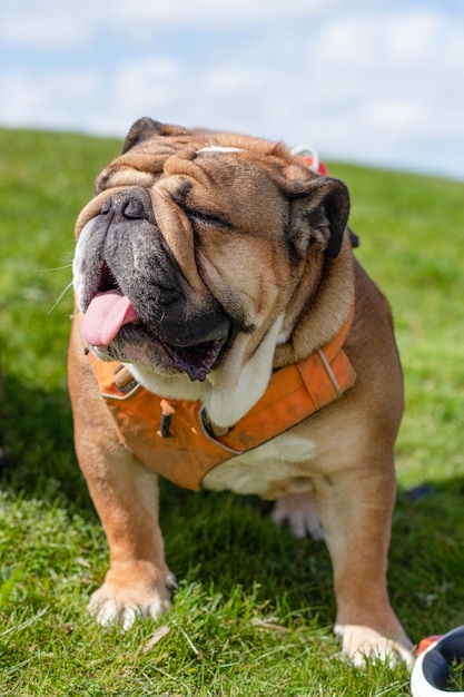 Bulldog britânico inglês vermelho com língua e olhos fechados em arnês laranja sentado na grama verde
