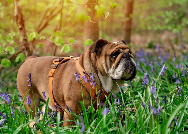 Bulldog britânico inglês vermelho em arnês laranja para uma caminhada em pé na grama verde e campainhas