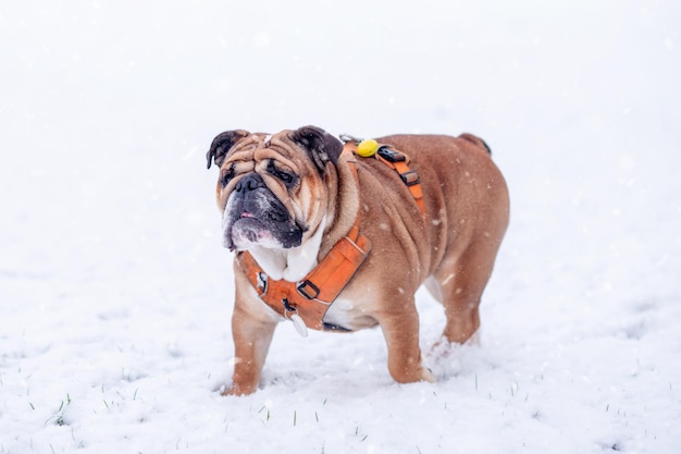 Bulldog britânico inglês vermelho em arnês laranja para uma caminhada em pé na neve em dia ensolarado