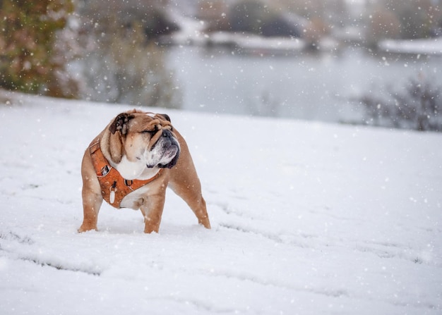Bulldog britânico inglês vermelho em arnês laranja para uma caminhada em pé na neve em dia ensolarado