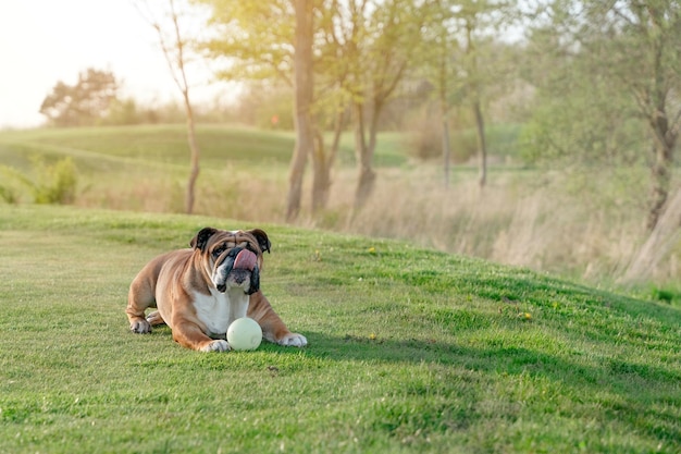 Bulldog britânico inglês vermelho jogando na grama em dia ensolarado de primavera