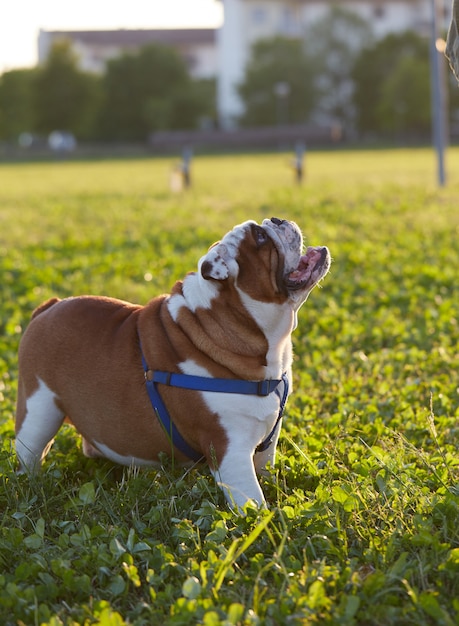 Bulldog británico juega en el parque