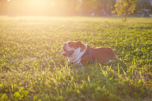 Bulldog británico juega en el parque