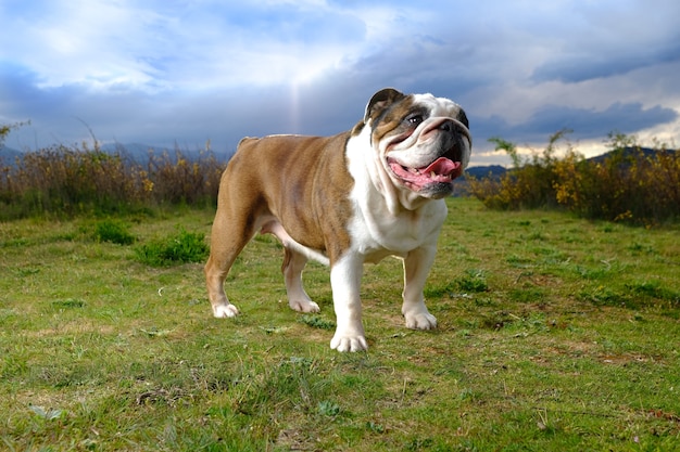 Bulldog britânico no campo