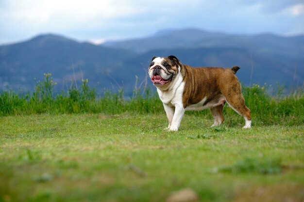 Bulldog britânico no campo