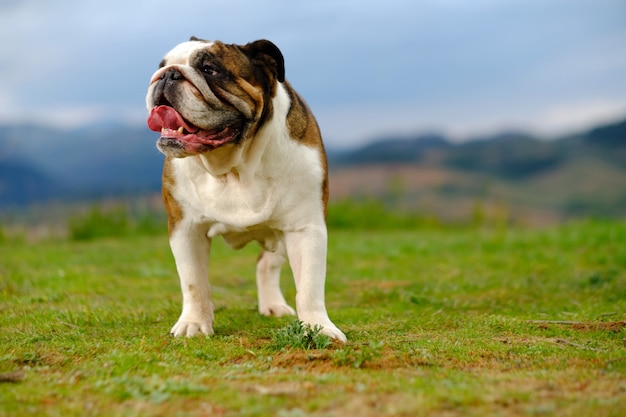 Bulldog britânico no campo