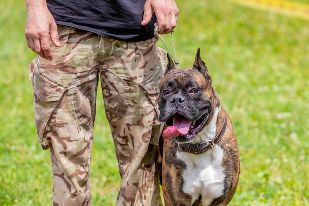 Bulldog em miniatura na coleira perto de seu mestre