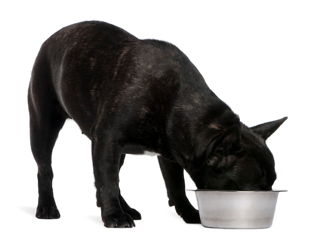 Bulldog Francés, 12 meses de edad, comiendo en un tazón delante de la pared blanca