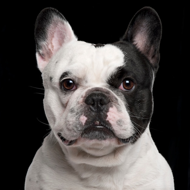 Bulldog Francés, 3 años de edad,