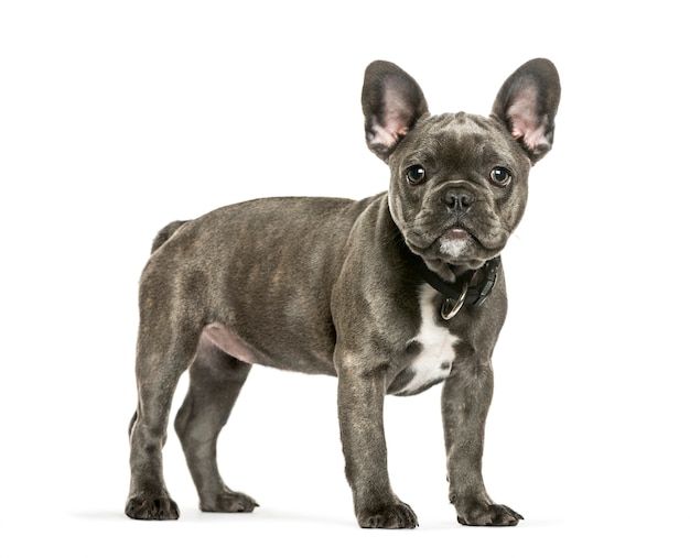 Bulldog francés, 3 meses de edad, delante de un fondo blanco