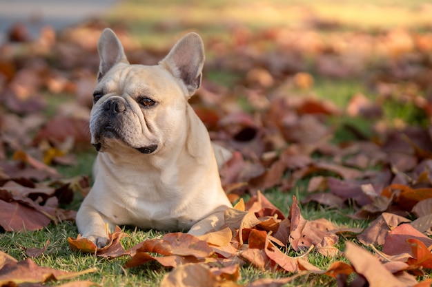 Bulldog francés acostado sobre hojas de otoño