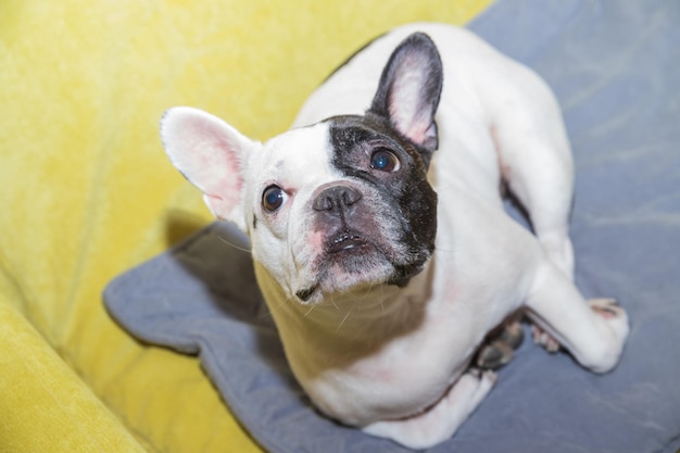 Foto bulldog francês adorável quer ir para a cama cão descansando na cama durante o dia orelha engraçada animais de estimação dentro de casa cão relaxando conceito de comunicação animal amor por animais de estimação