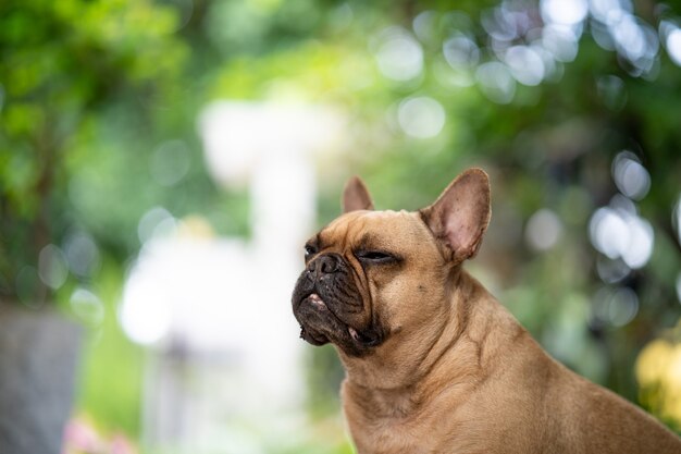 Bulldog francês adormecido sentado dentro de casa