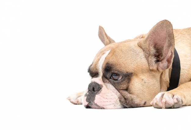 Un bulldog francés anoréxico acostado en blanco