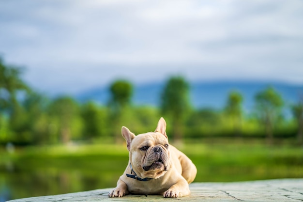 Bulldog francés de aspecto lindo