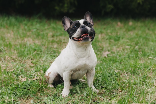 Bulldog francés blanco y negro camina sobre la hierba verde en un día de verano