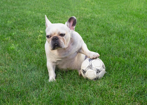 Bulldog francés blanco con una pelota en un césped verde