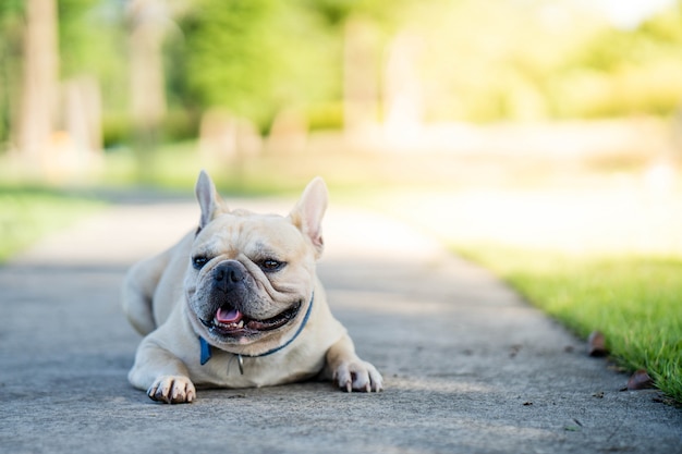 Bulldog francês bonito olhando