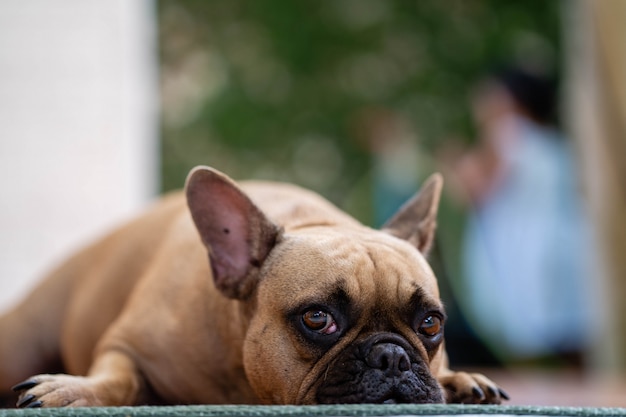 Bulldog francês bonito olhando