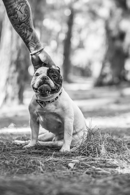 bulldog francés en el bosque