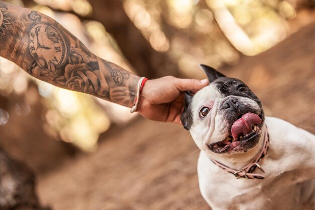 Foto bulldog francés en el bosque