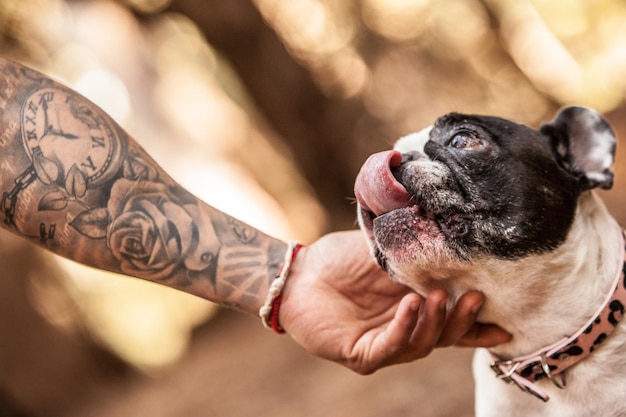 Foto bulldog francés en el bosque