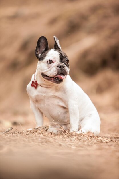 Foto bulldog francés en el bosque