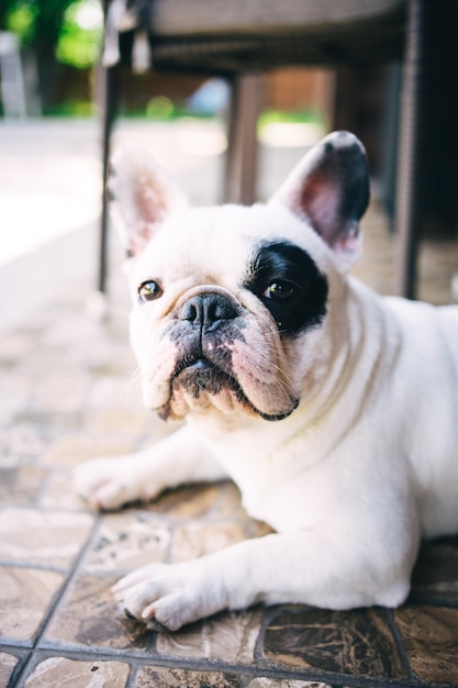 Bulldog francês branco e preto está olhando para a câmera