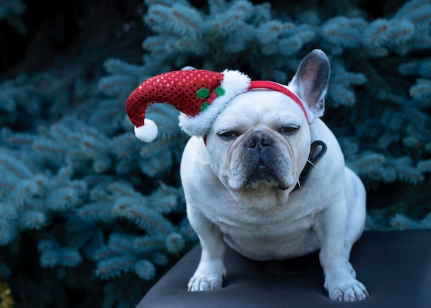 Bulldog francês branco em um chapéu vermelho de Natal fica perto da árvore de Natal