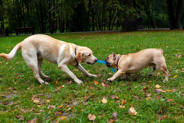 Bulldog Francês brincando com Labrador