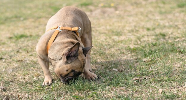 Bulldog francés en busca de algo en la hierba