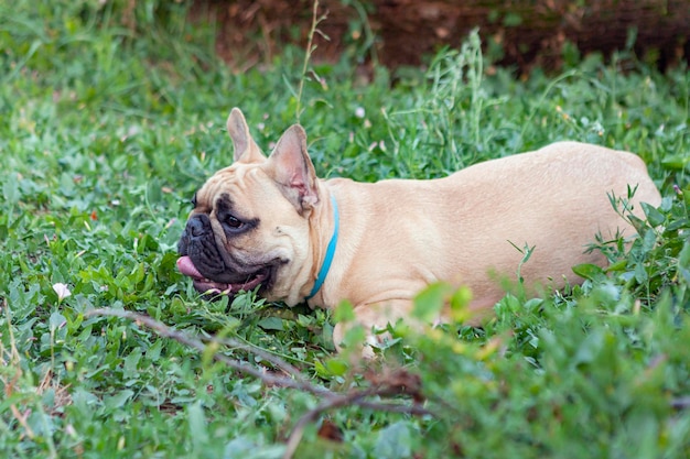 Un bulldog francés camina sobre la hierba verde del parque